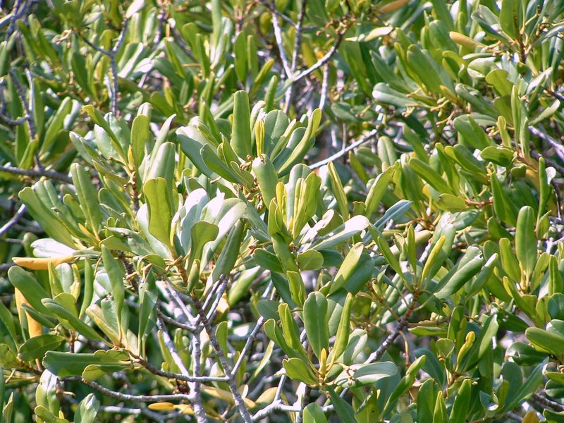 f:id:SQB:20100108225240j:image