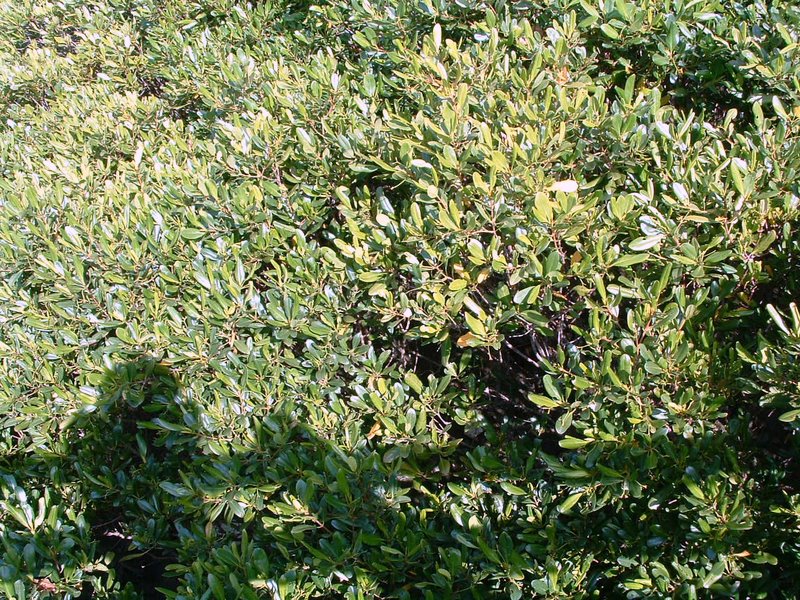 f:id:SQB:20100108225255j:image