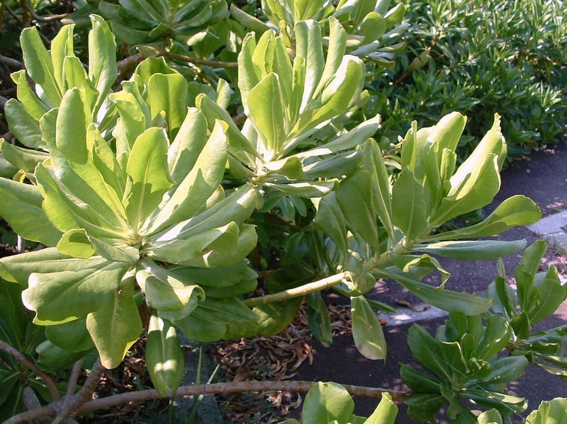 f:id:SQB:20100110234450j:image