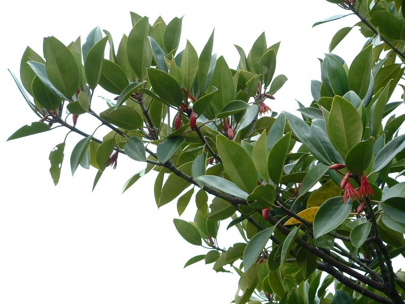 f:id:SQB:20100124205144j:image