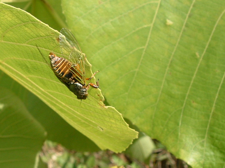 f:id:SQB:20100201222956j:image