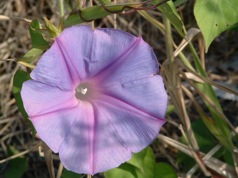 f:id:SQB:20100202214250j:image
