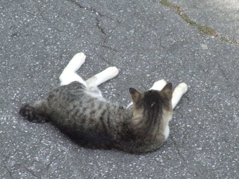 f:id:SQB:20100222222245j:image