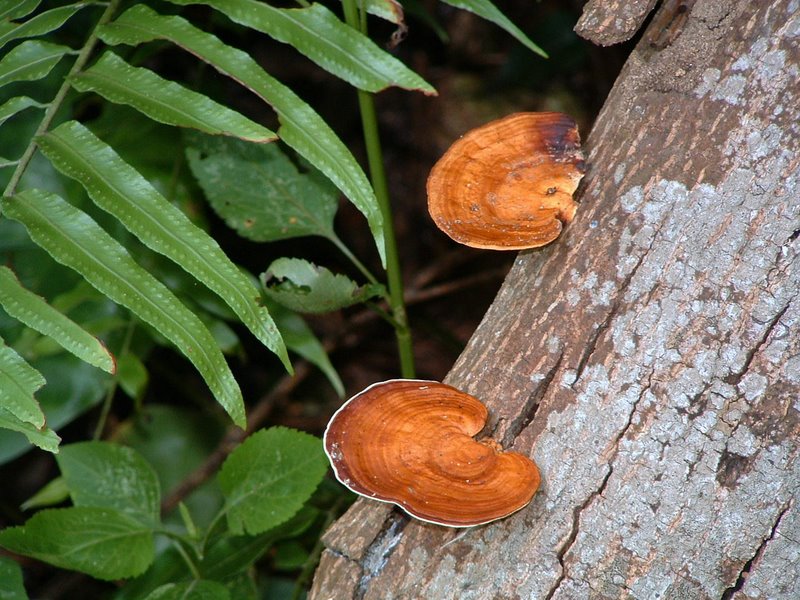 f:id:SQB:20100302210106j:image