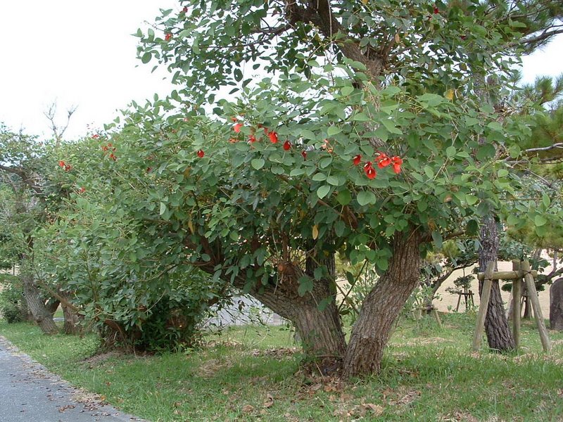 f:id:SQB:20100420235722j:image