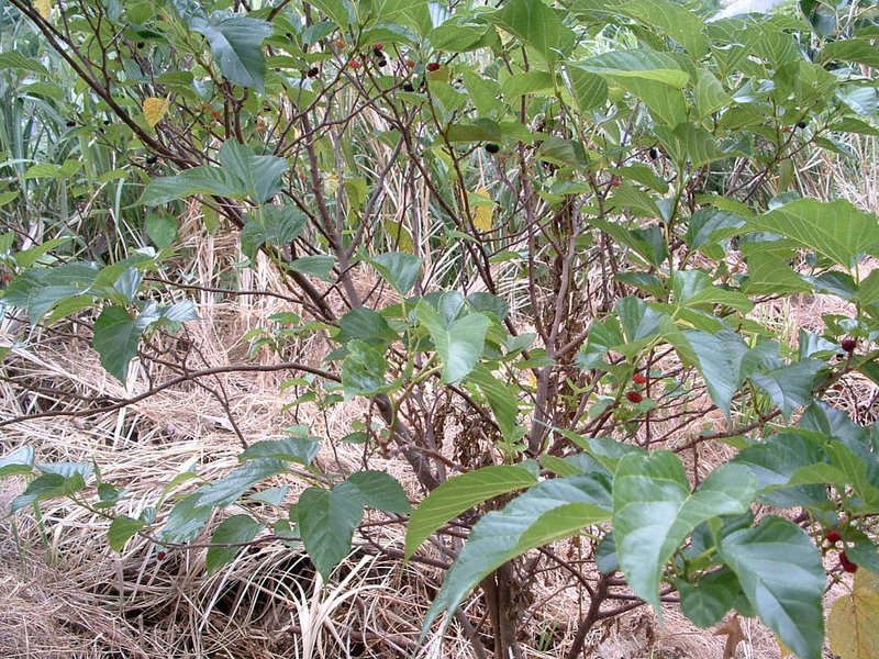 f:id:SQB:20100425205112j:image