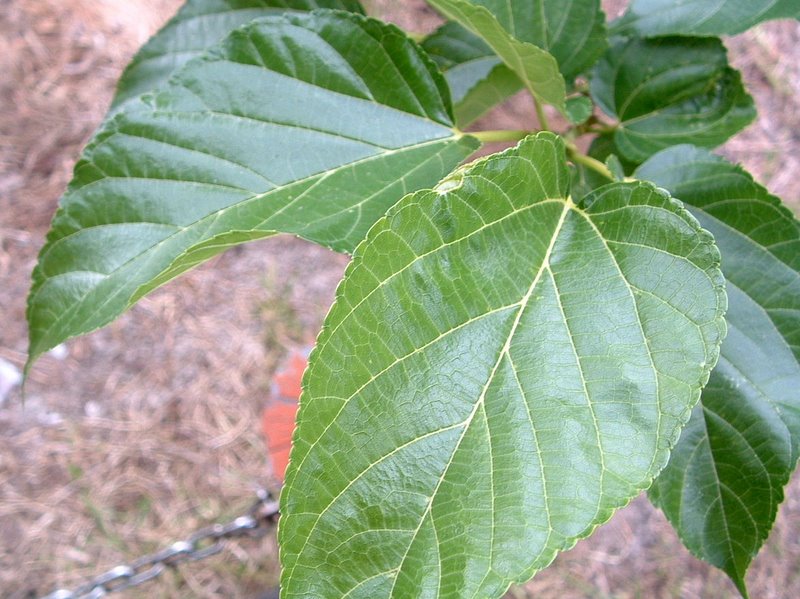 f:id:SQB:20100425205115j:image