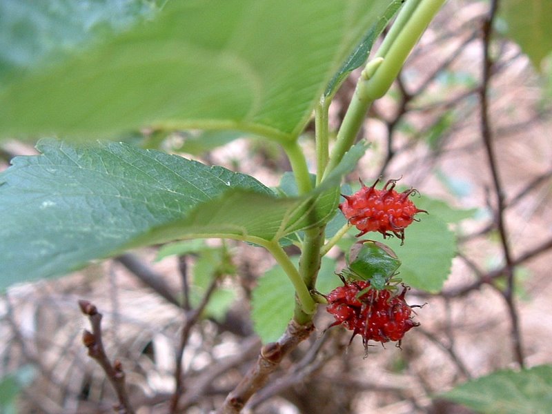 f:id:SQB:20100425205117j:image