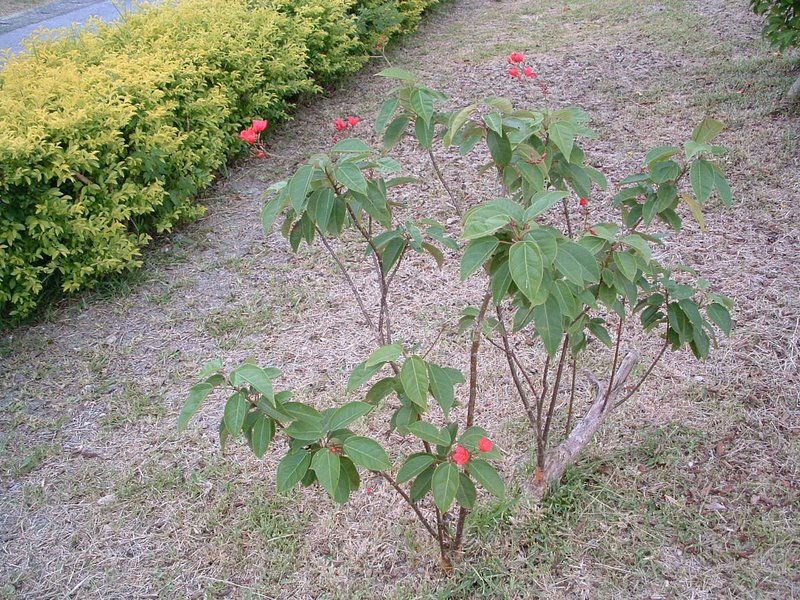 f:id:SQB:20100429212811j:image