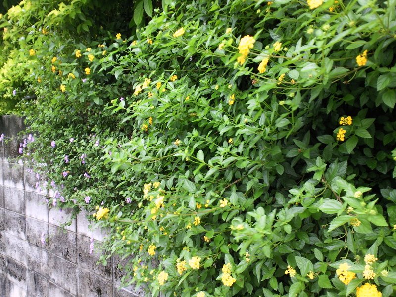 f:id:SQB:20100603203412j:image