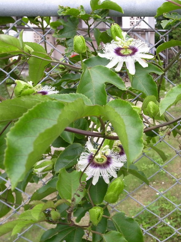 f:id:SQB:20100617195251j:image
