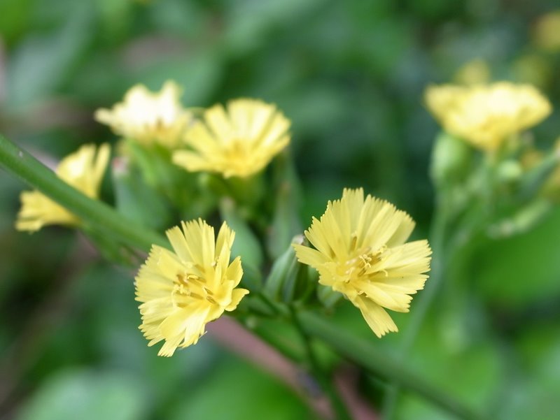 f:id:SQB:20100619210400j:image