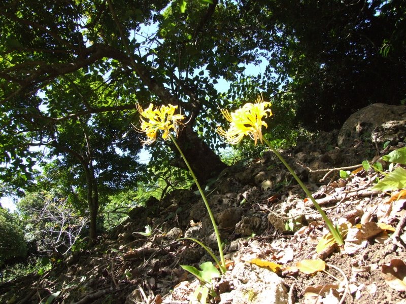 f:id:SQB:20100925194549j:image