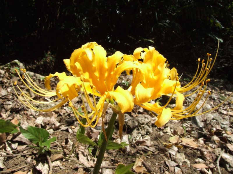 f:id:SQB:20100925194552j:image
