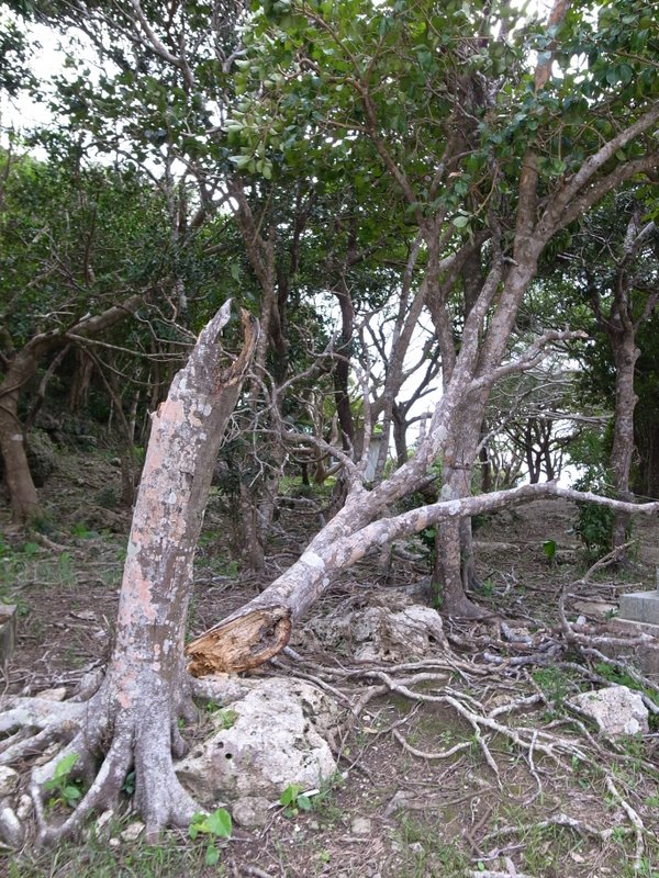 f:id:SQB:20101030213650j:image