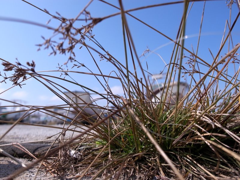 f:id:SQB:20110205204803j:image