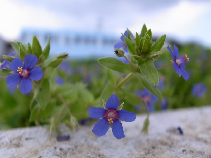 f:id:SQB:20110222195026j:image