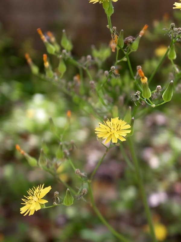 f:id:SQB:20110401211614j:image