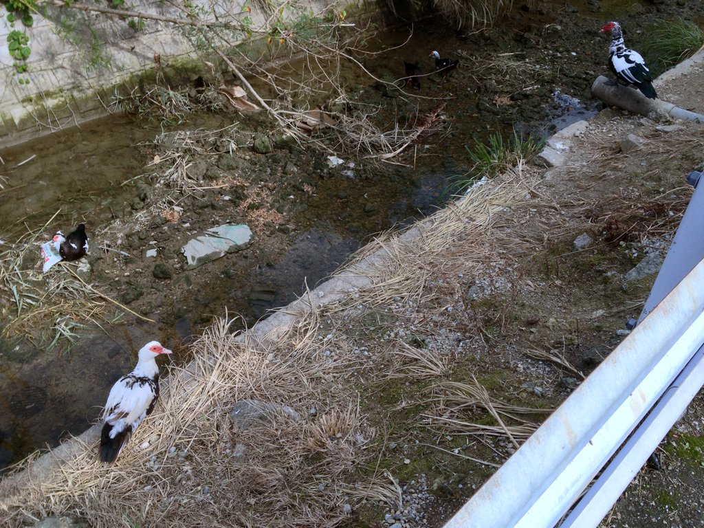 f:id:SQB:20130101161459j:image