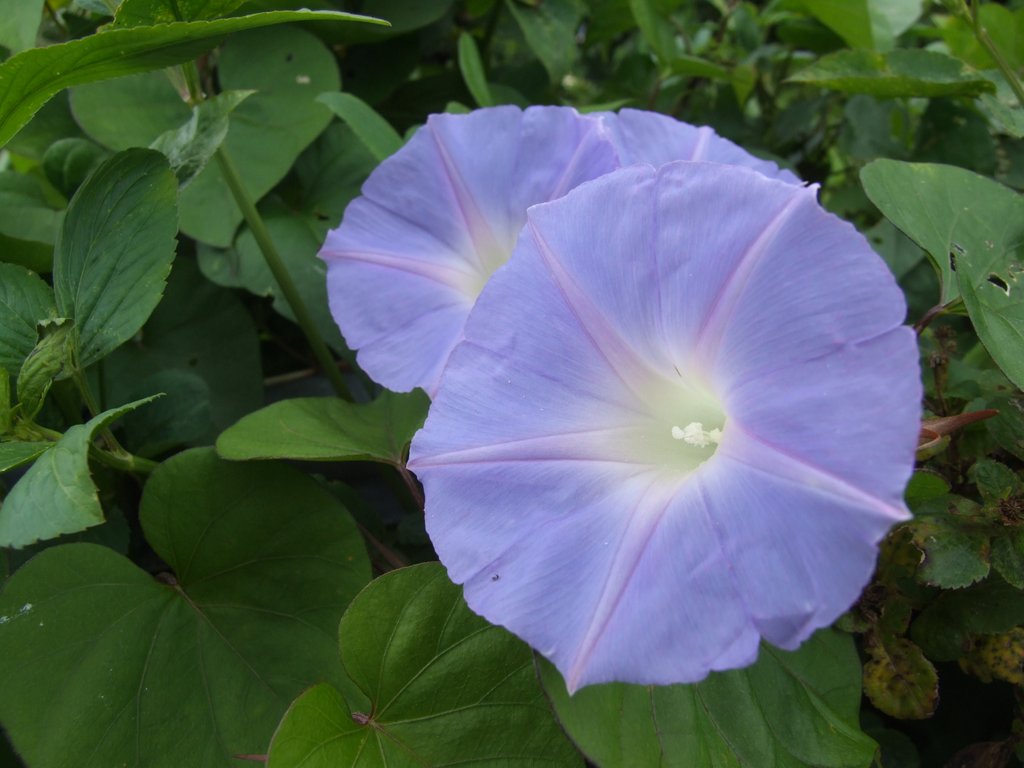 f:id:SQB:20130503172044j:image