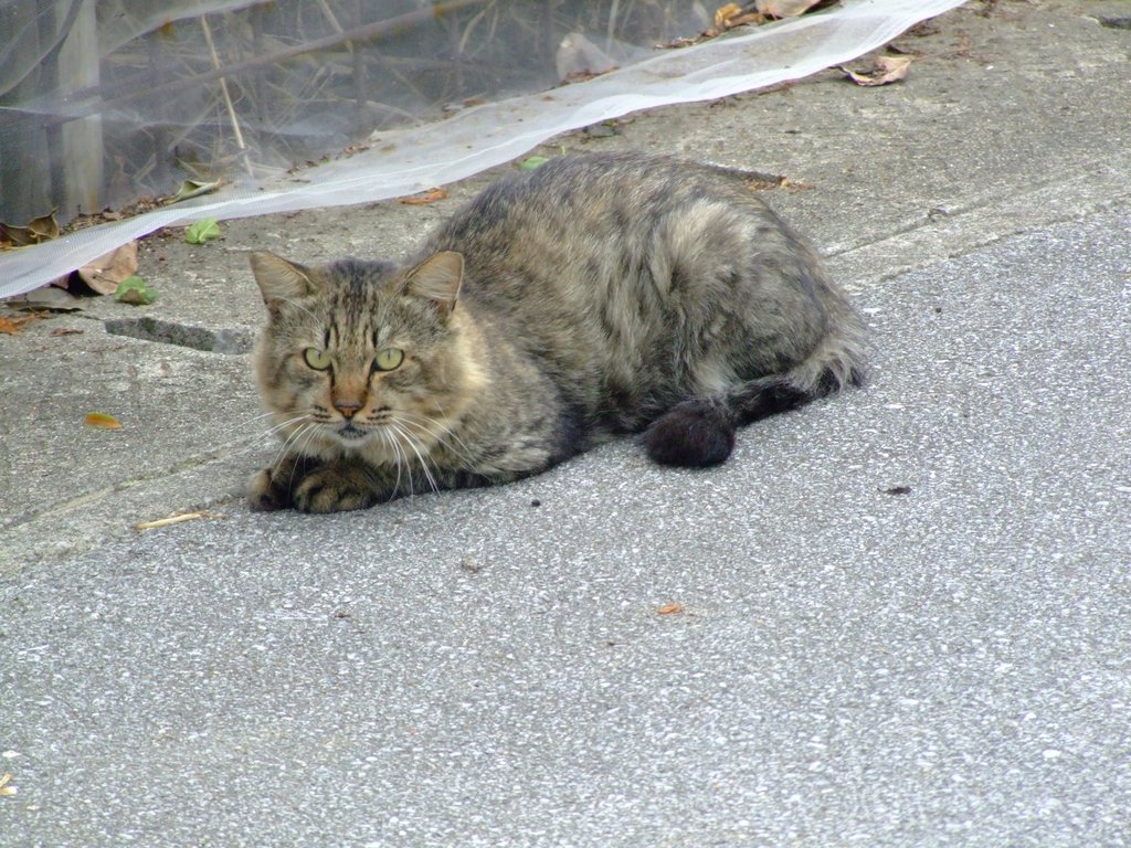 f:id:SQB:20131027180032j:image