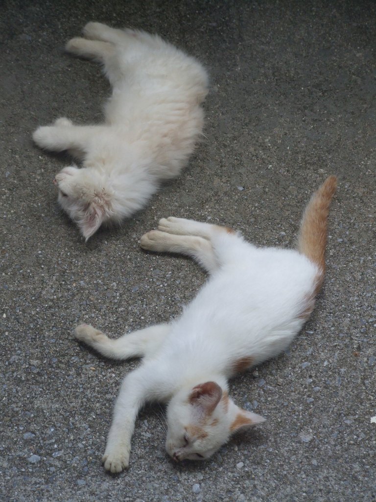 f:id:SQB:20140703192712j:image