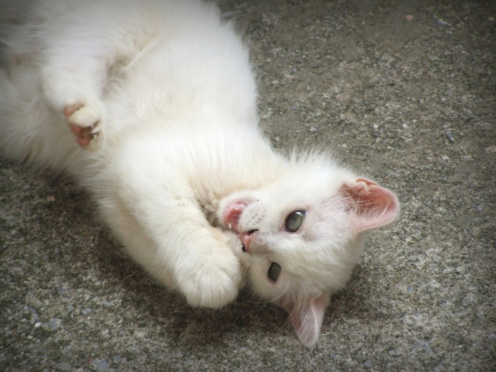 f:id:SQB:20140813201631j:image