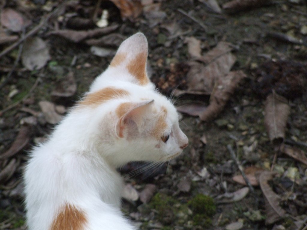 f:id:SQB:20140830152607j:image