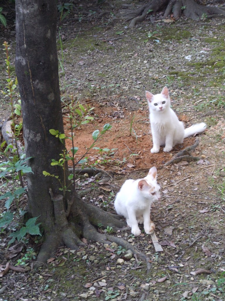 f:id:SQB:20140830152617j:image