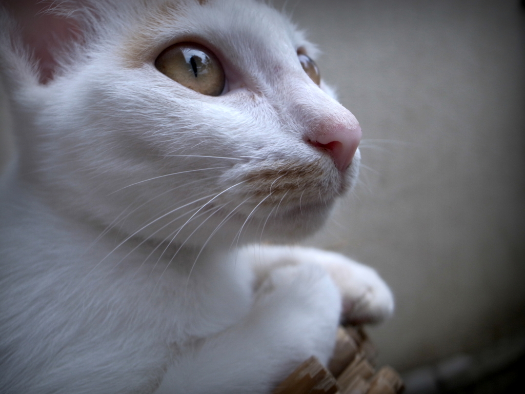 f:id:SQB:20141009145310j:image