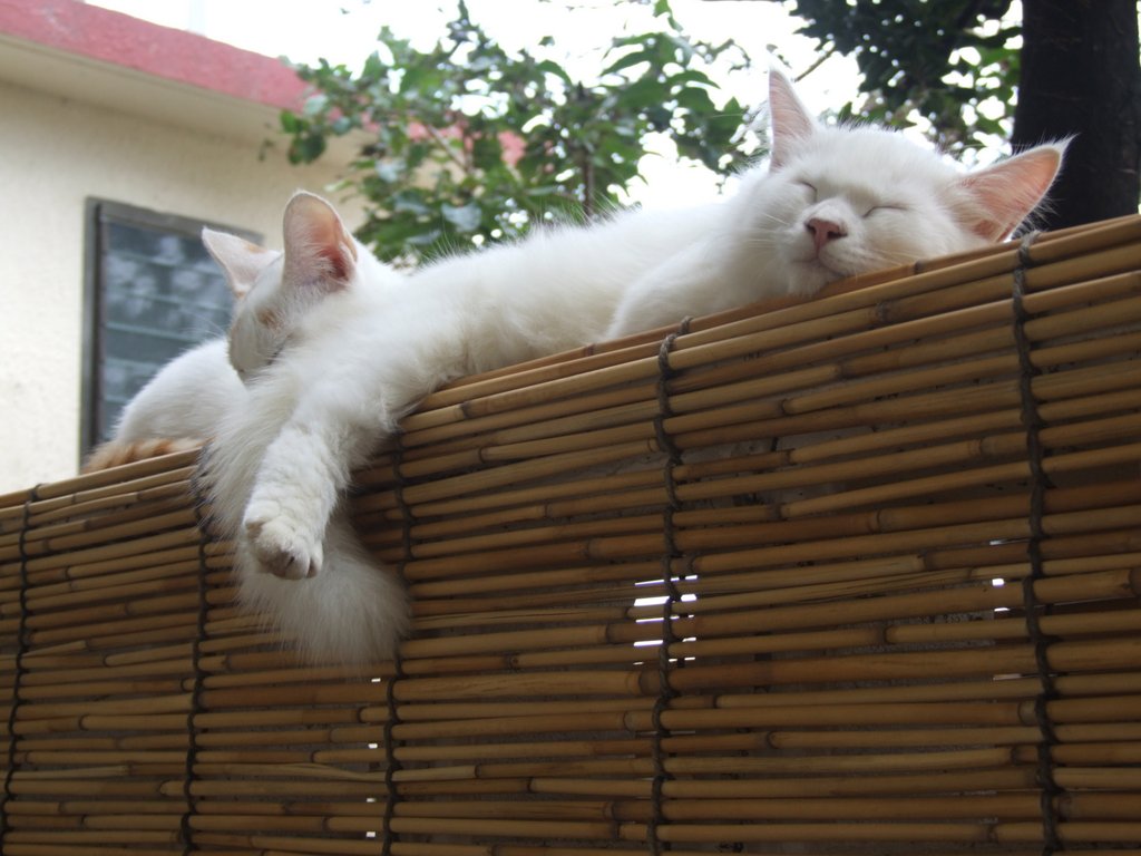 f:id:SQB:20141014223809j:image