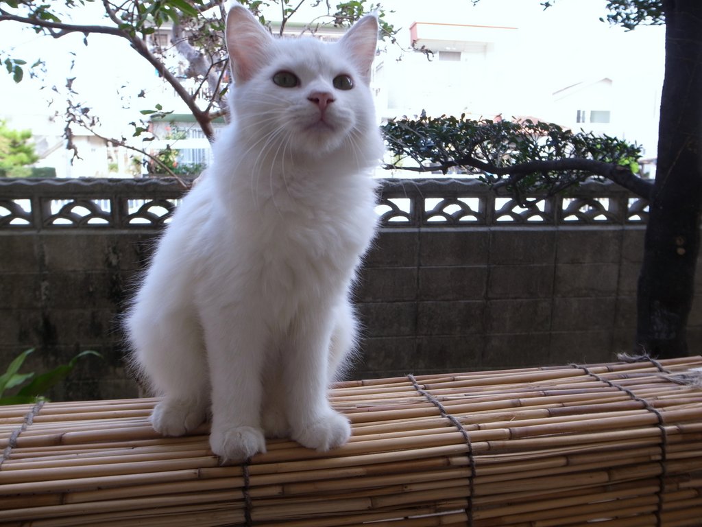 f:id:SQB:20141025111313j:image