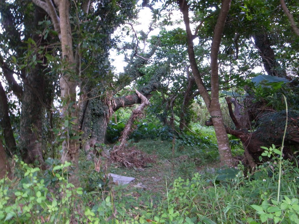 f:id:SQB:20141103181121j:image