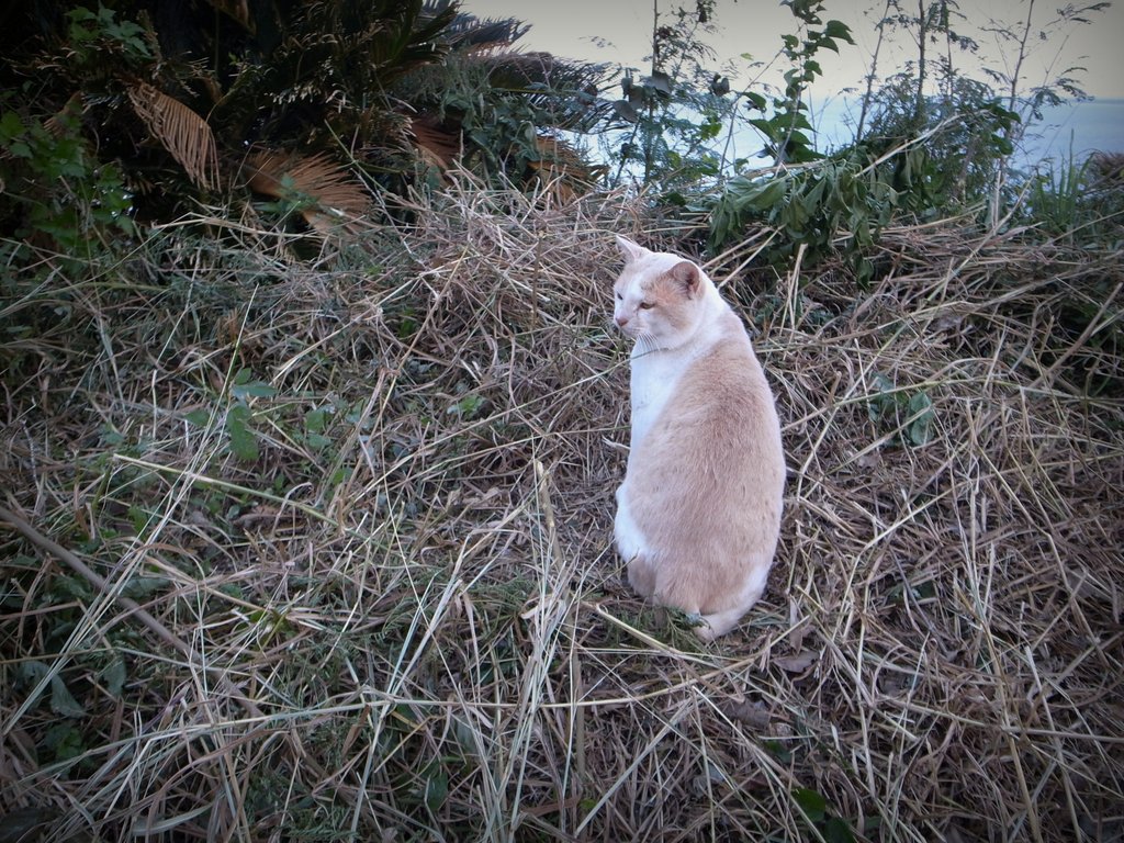 f:id:SQB:20141215193451j:image
