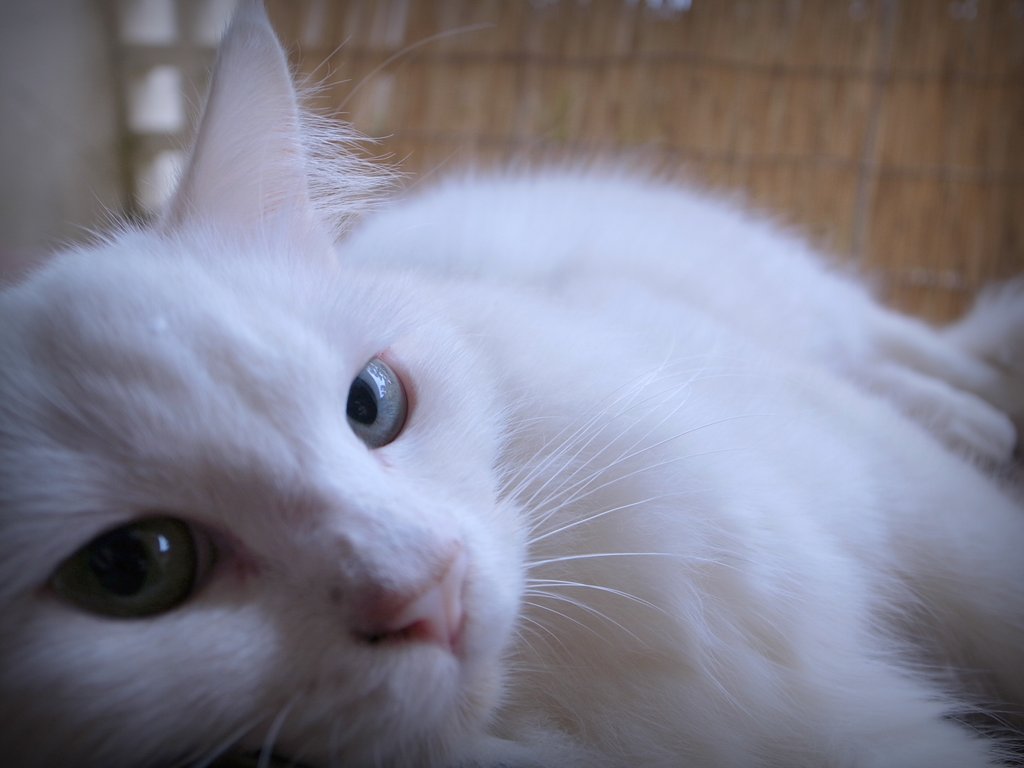 f:id:SQB:20150109123229j:image