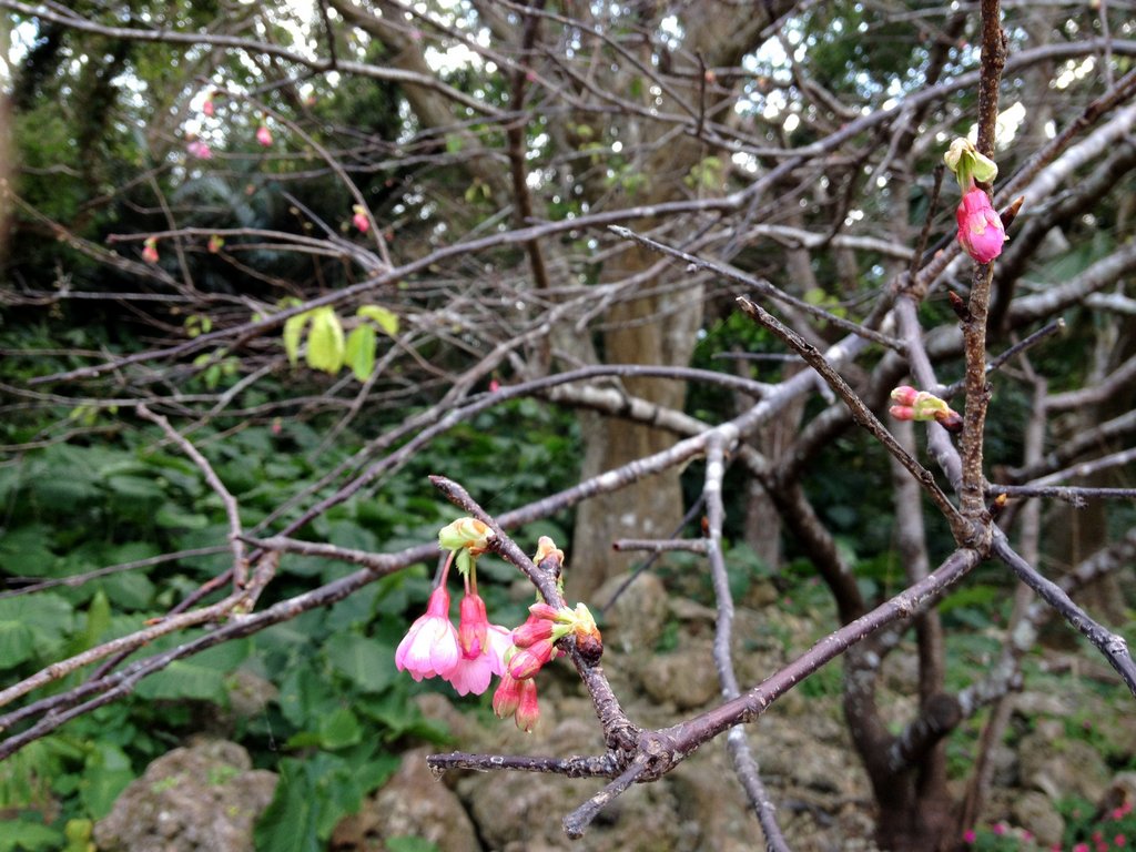 f:id:SQB:20150123193017j:image
