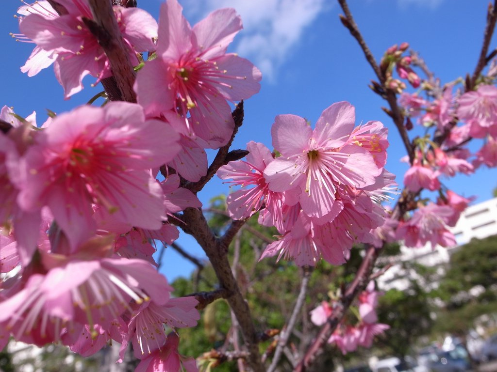 f:id:SQB:20150124191523j:image