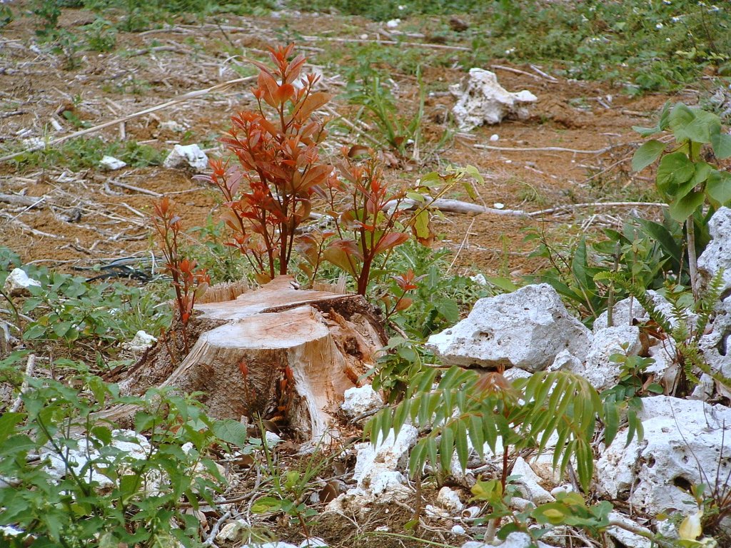 f:id:SQB:20150708145041j:image