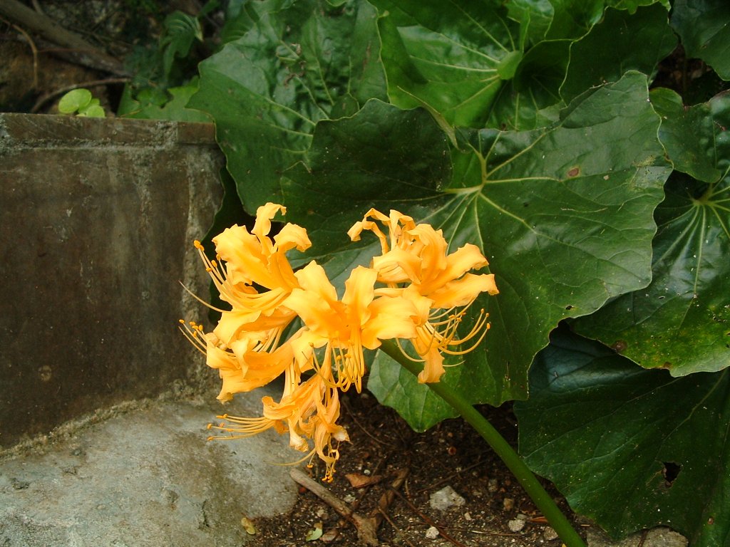 f:id:SQB:20160606173400j:image