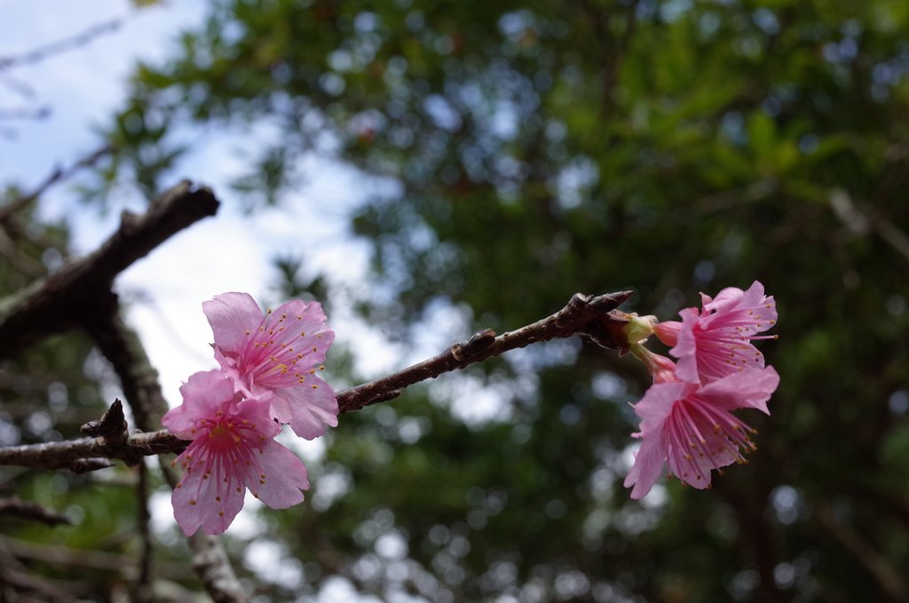 f:id:SQB:20170121185732j:plain