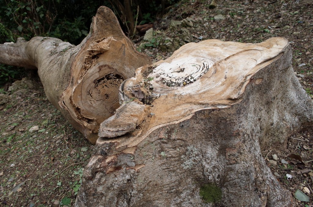 f:id:SQB:20170121185741j:plain