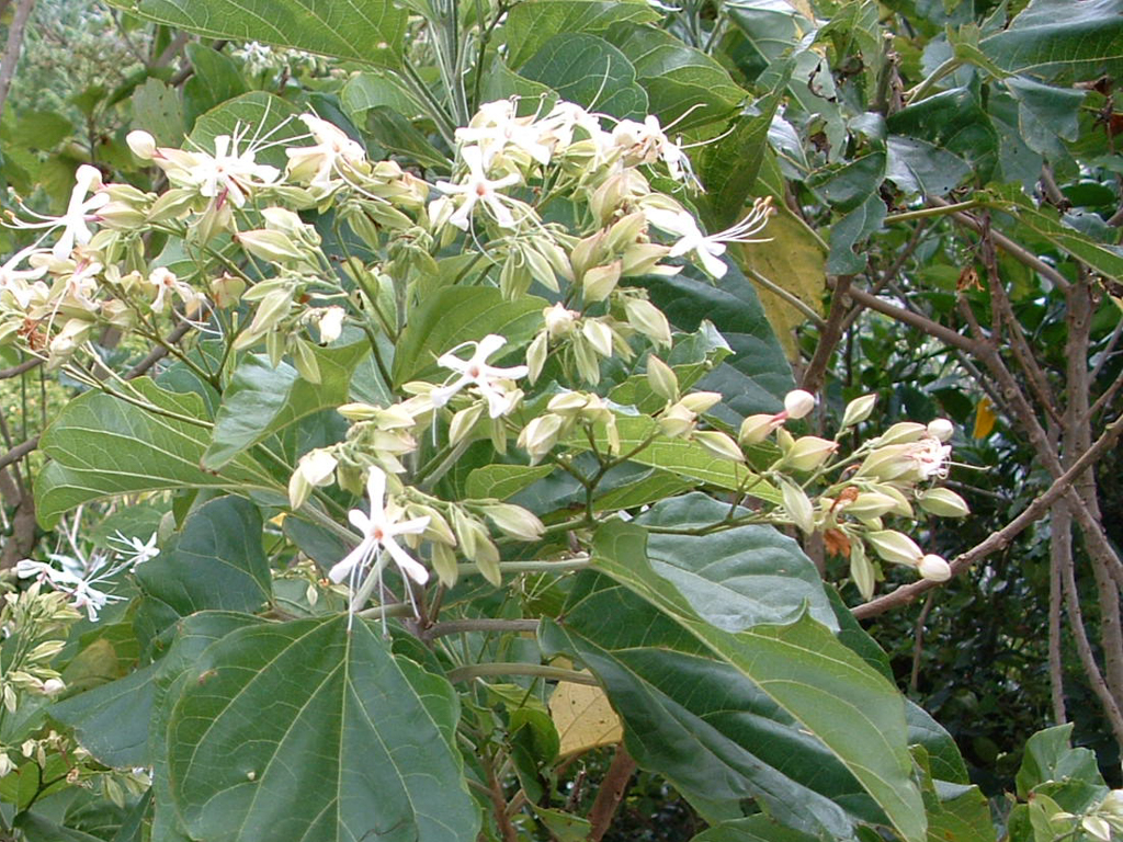 f:id:SQB:20171108143753j:plain