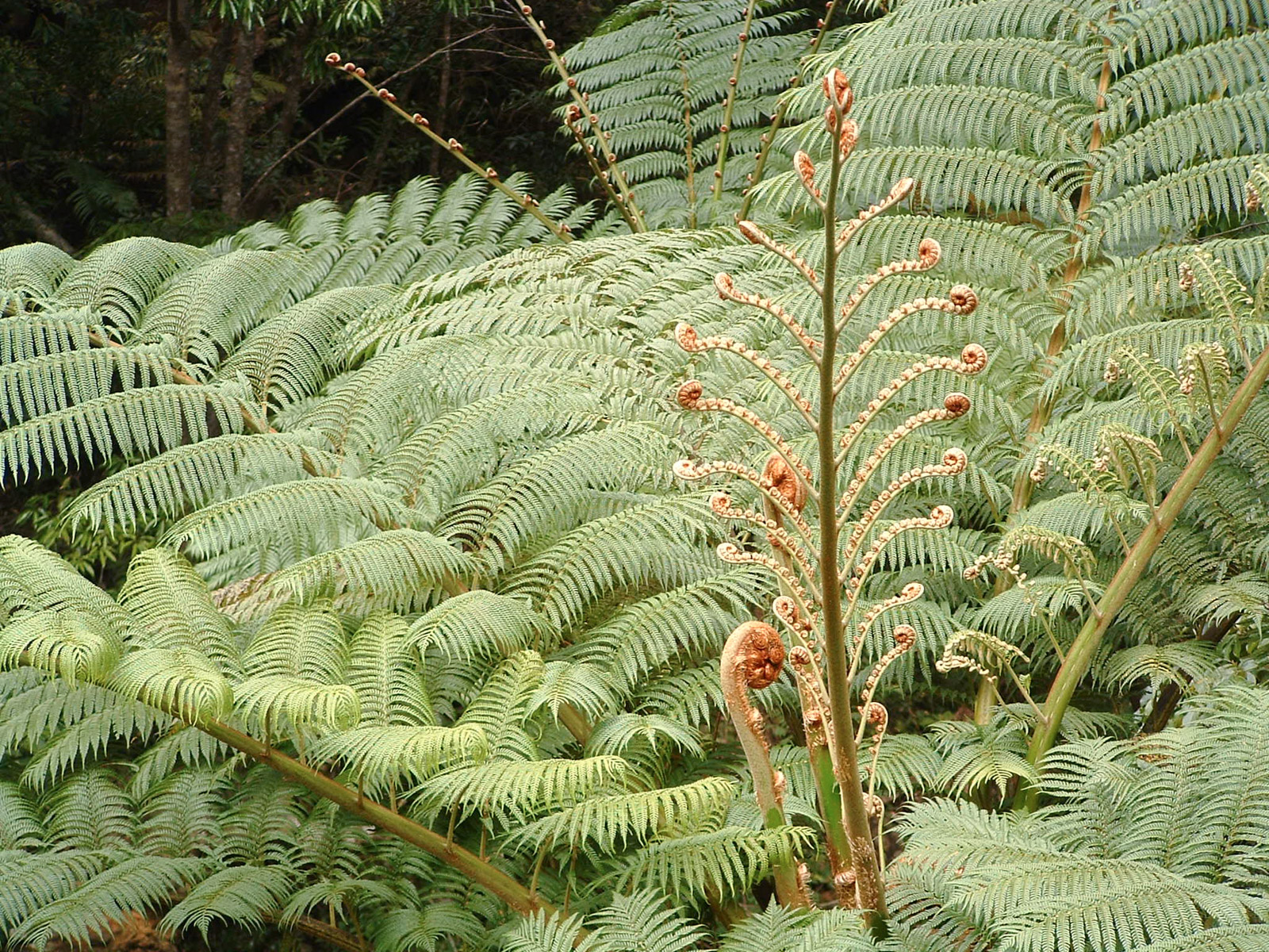 f:id:SQB:20180604172542j:plain