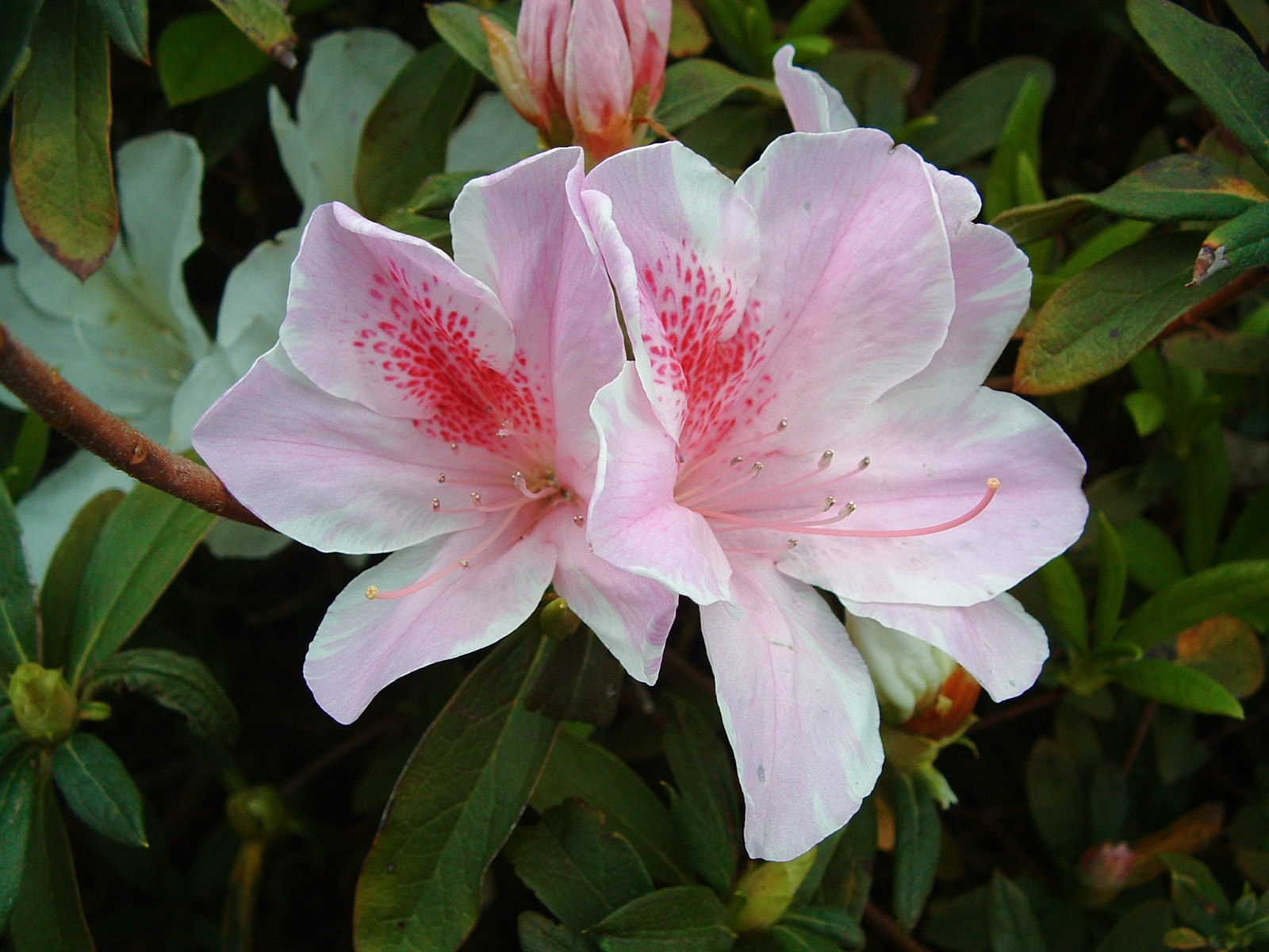 f:id:SQB:20180604172601j:plain