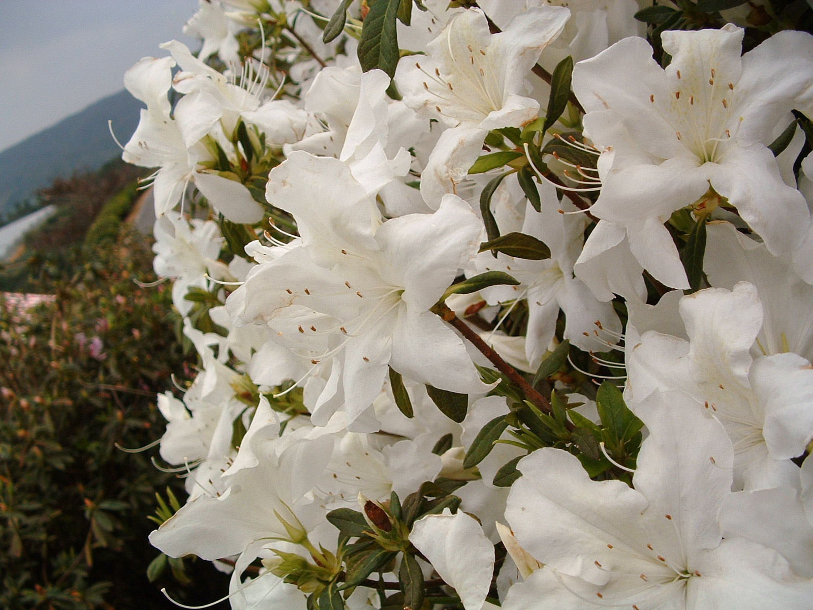 f:id:SQB:20180604172606j:plain