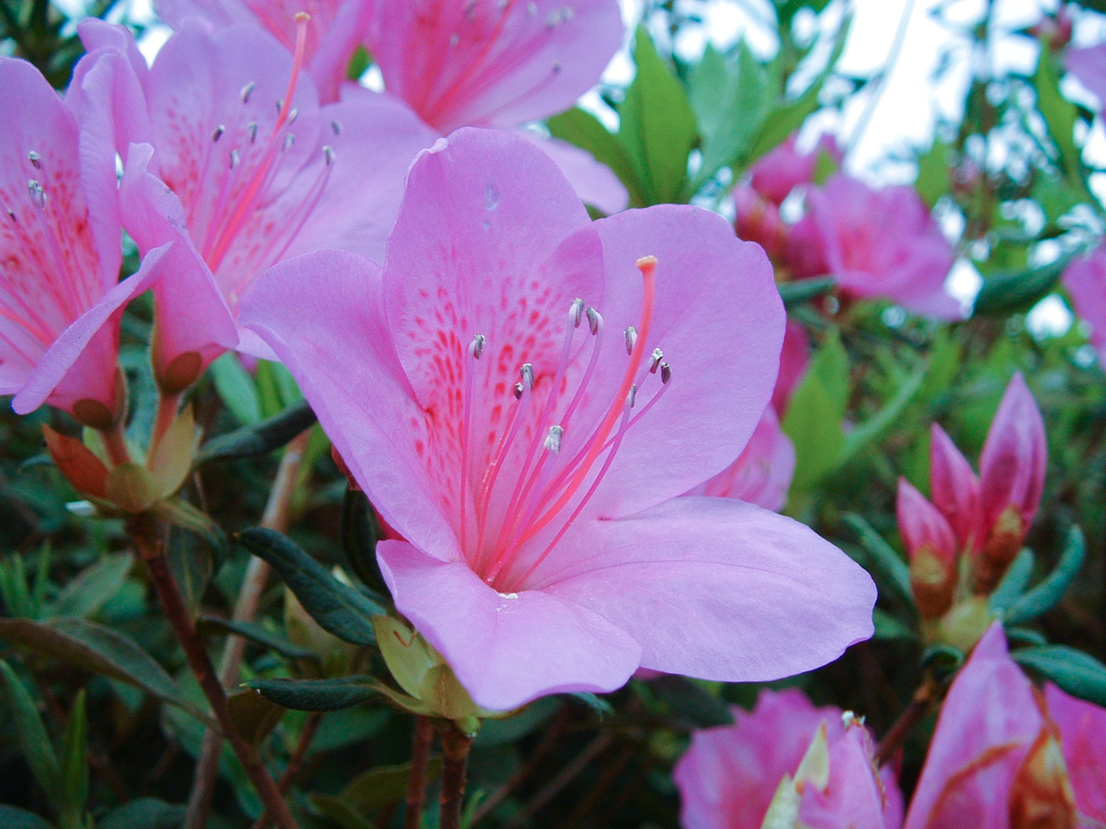 f:id:SQB:20180604172611j:plain