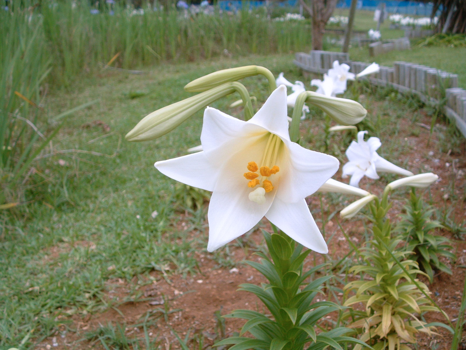 f:id:SQB:20180625164906j:plain