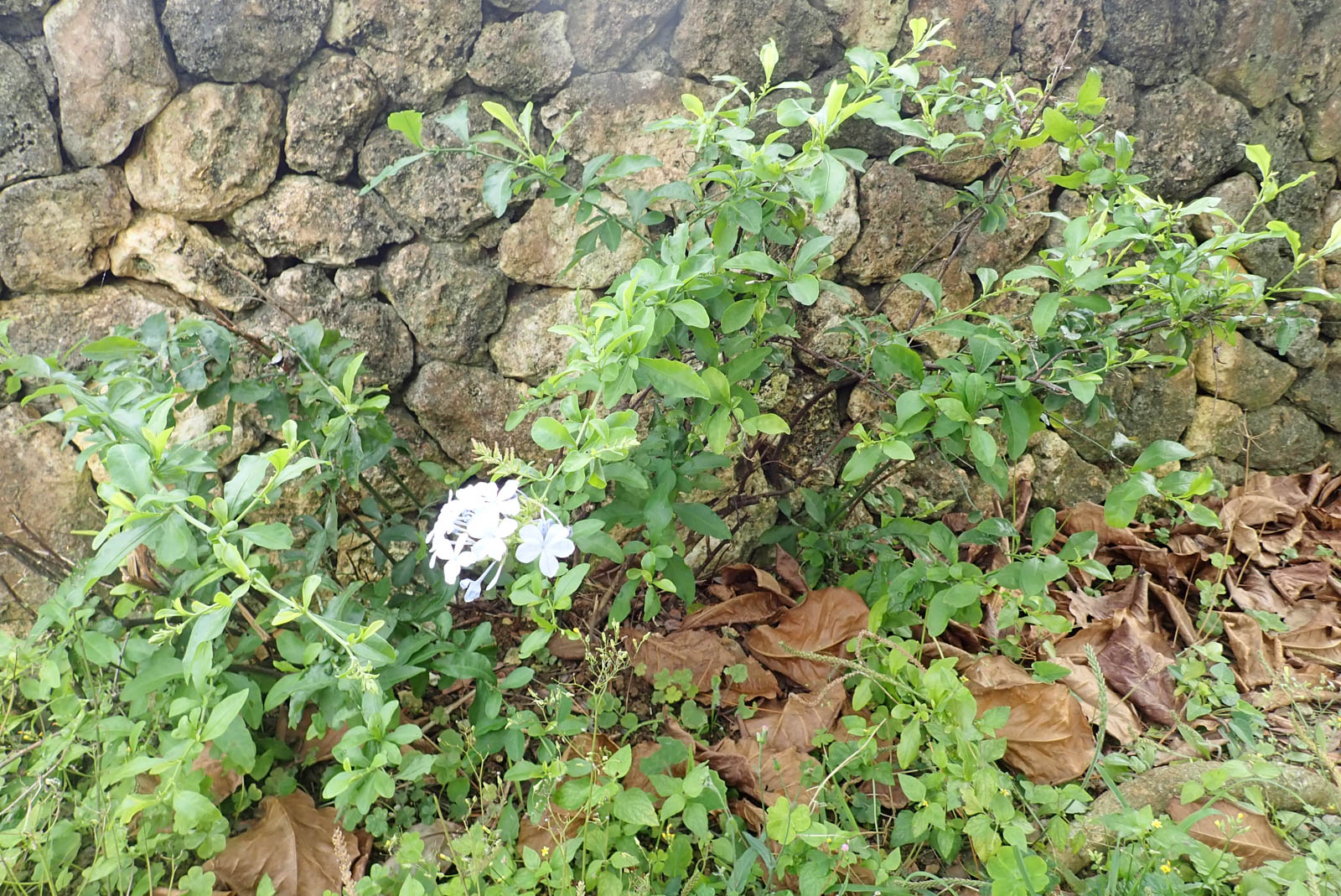 f:id:SQB:20190503190239j:plain