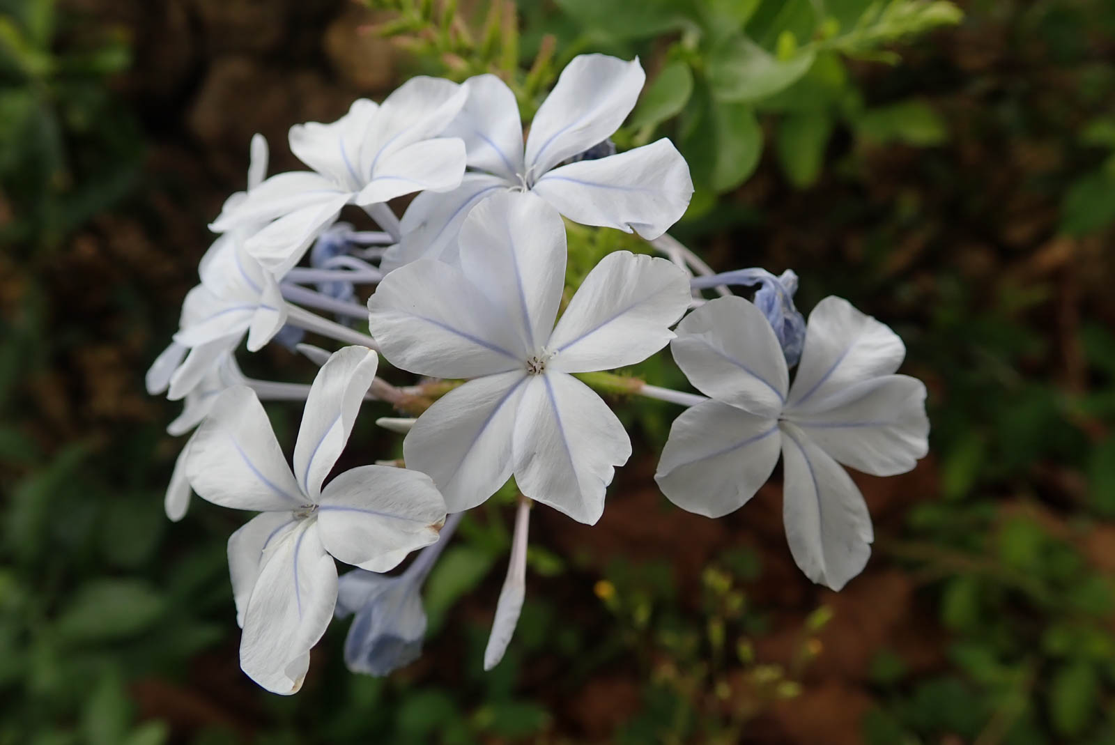 f:id:SQB:20190503190243j:plain