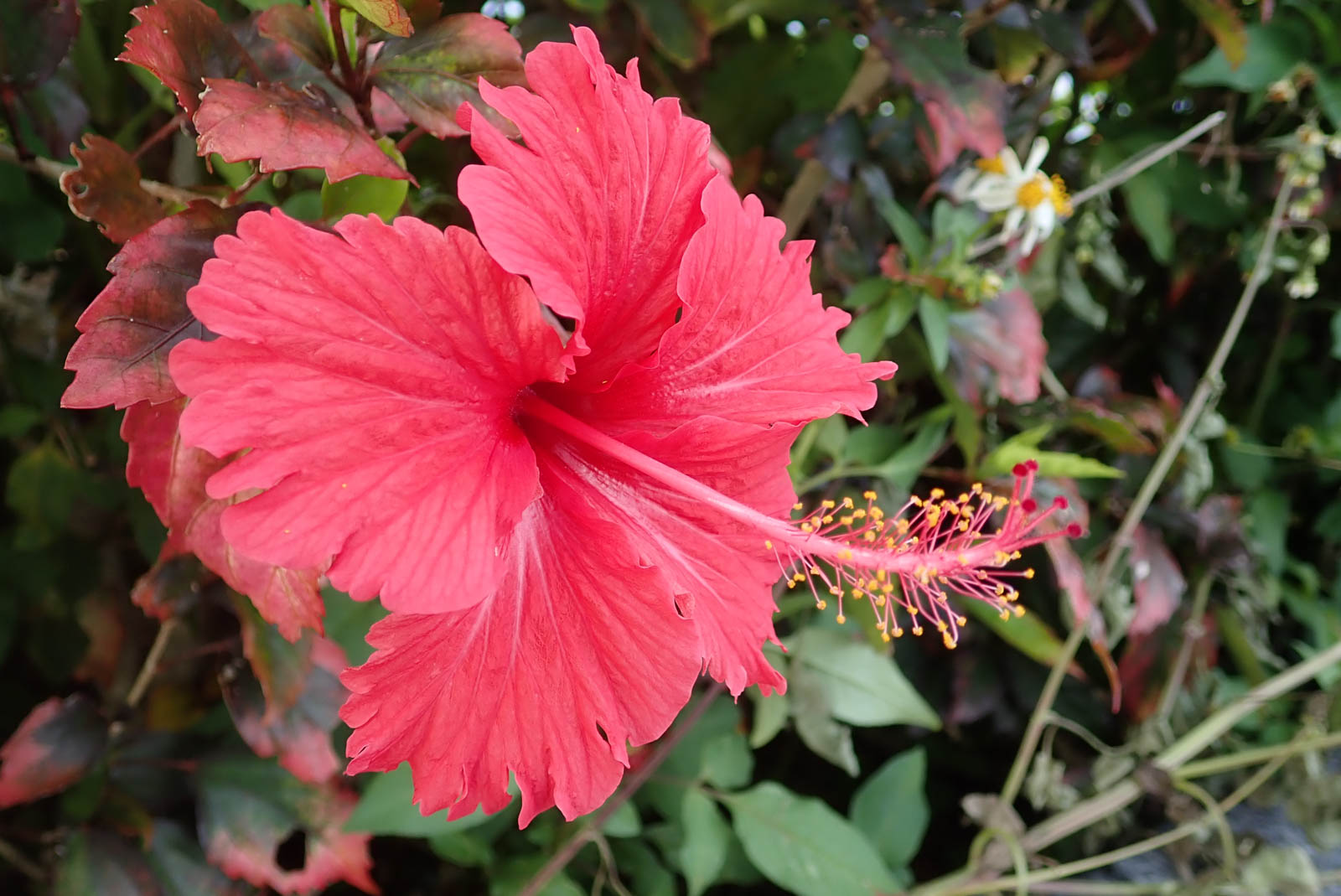 f:id:SQB:20190503213629j:plain